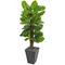 5ft. Large Leaf Philodendron Plant in Slate Planter
